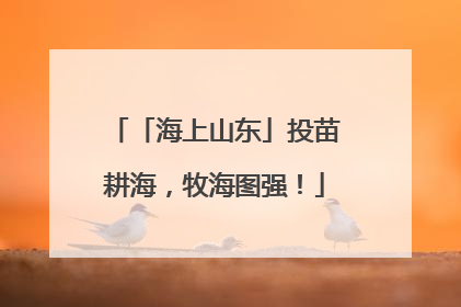 「海上山东」投苗耕海，牧海图强！