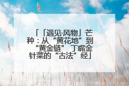 「遇见·风物」芒种：从“黄花地”到“黄金链” 丁嘴金针菜的“古法”经