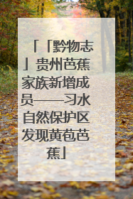 「黔物志」贵州芭蕉家族新增成员——习水自然保护区发现黄苞芭蕉