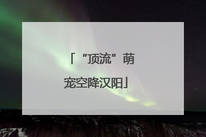 “顶流”萌宠空降汉阳