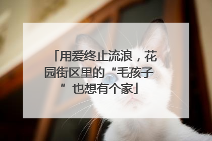 用爱终止流浪，花园街区里的“毛孩子”也想有个家