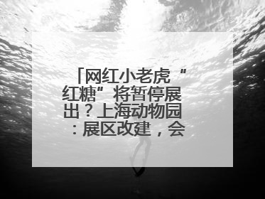 网红小老虎“红糖”将暂停展出？上海动物园：展区改建，会安排展出计划