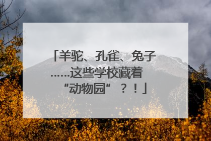 羊驼、孔雀、兔子……这些学校藏着 “动物园”？！
