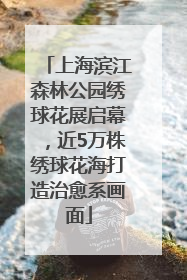 上海滨江森林公园绣球花展启幕，近5万株绣球花海打造治愈系画面
