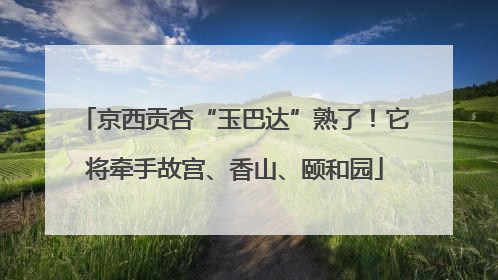 京西贡杏“玉巴达”熟了！它将牵手故宫、香山、颐和园