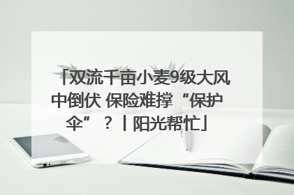 双流千亩小麦9级大风中倒伏 保险难撑“保护伞”？丨阳光帮忙