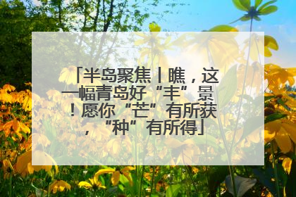 半岛聚焦丨瞧，这一幅青岛好“丰”景！愿你“芒”有所获，“种”有所得