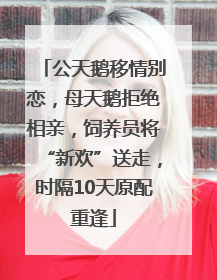 公天鹅移情别恋，母天鹅拒绝相亲，饲养员将“新欢”送走，时隔10天原配重逢