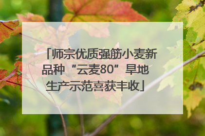 师宗优质强筋小麦新品种“云麦80”旱地生产示范喜获丰收