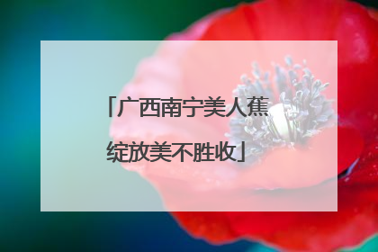 广西南宁美人蕉绽放美不胜收