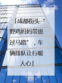 成都街头“野鸡妈妈带崽过马路”，车辆排队让行暖人心