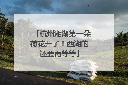 杭州湘湖第一朵荷花开了！西湖的还要再等等