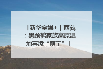 新华全媒+｜西藏：黑颈鹤家族高原湿地喜添“萌宝”