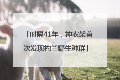 时隔41年，神农架首次发现杓兰野生种群