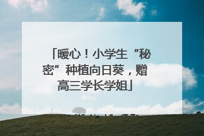 暖心！小学生“秘密”种植向日葵，赠高三学长学姐