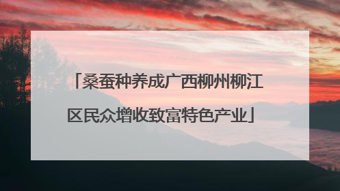 桑蚕种养成广西柳州柳江区民众增收致富特色产业