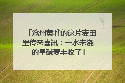 沧州黄骅的这片麦田里传来喜讯：一水未浇的旱碱麦丰收了