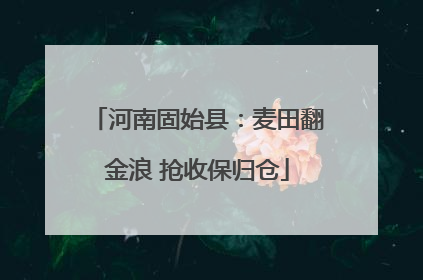 河南固始县：麦田翻金浪 抢收保归仓
