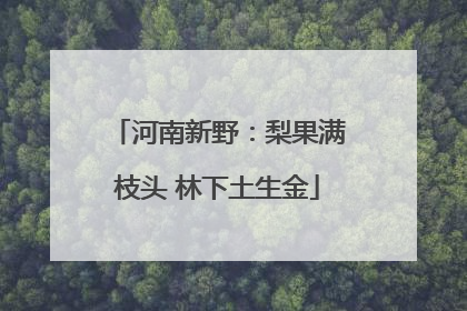 河南新野：梨果满枝头 林下土生金