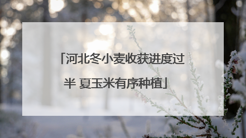河北冬小麦收获进度过半 夏玉米有序种植