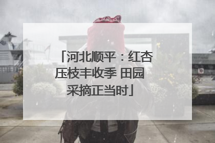 河北顺平：红杏压枝丰收季 田园采摘正当时