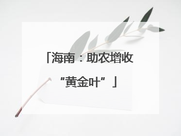海南：助农增收 “黄金叶”