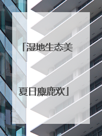 湿地生态美 夏日麋鹿欢