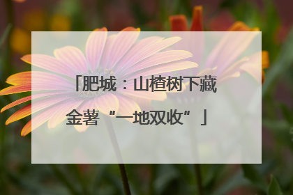 肥城：山楂树下藏金薯“一地双收”