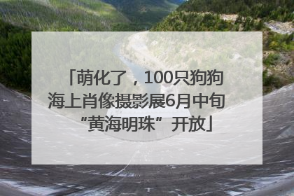 萌化了，100只狗狗海上肖像摄影展6月中旬“黄海明珠”开放
