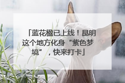 蓝花楹已上线！昆明这个地方化身“紫色梦境”，快来打卡