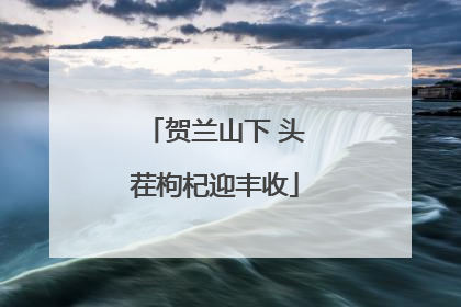 贺兰山下 头茬枸杞迎丰收