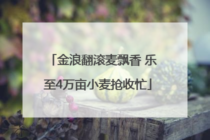金浪翻滚麦飘香 乐至4万亩小麦抢收忙