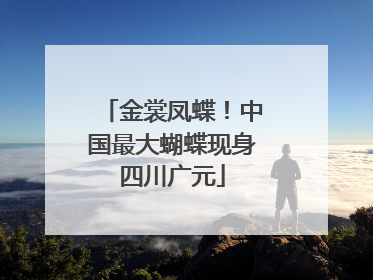 金裳凤蝶！中国最大蝴蝶现身四川广元