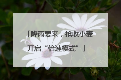 降雨要来，抢收小麦开启“倍速模式”