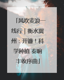 风吹麦浪一线行｜衡水冀州：开镰！科学种植 奏响丰收序曲