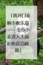 黄河口奏响丰收乐章——全市小麦进入大面积收获高峰期