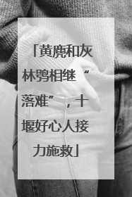 黄麂和灰林鸮相继“落难”，十堰好心人接力施救