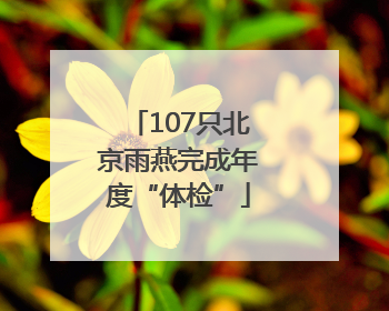 107只北京雨燕完成年度“体检”
